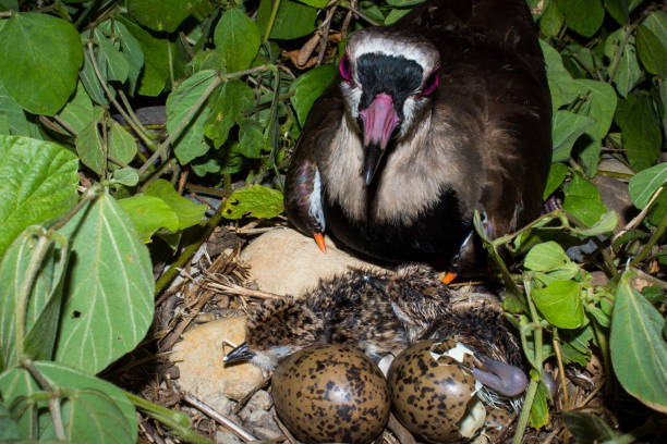 istock Birds in the Colombian Eastern Plains 1037208530