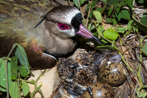 istock Birds in the Colombian Eastern Plains 1037208534