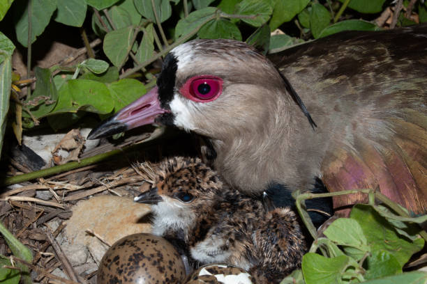 istock Birds in the Colombian Eastern Plains 1037208588