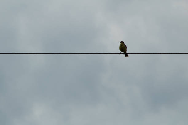 istock Birds in the Colombian Eastern Plains 1037208778