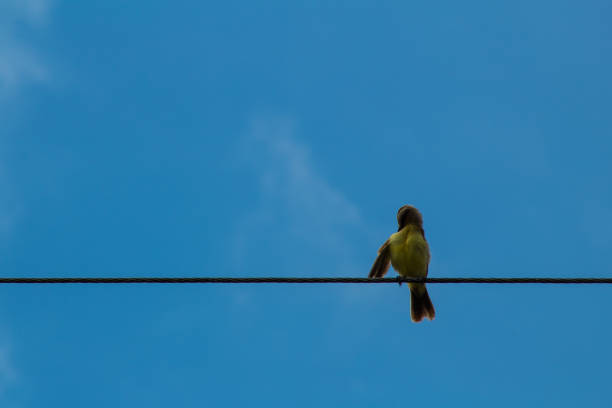 istock Birds in the Colombian Eastern Plains 1037208820