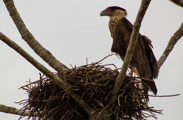 istock Birds in the Colombian Eastern Plains 1037209088