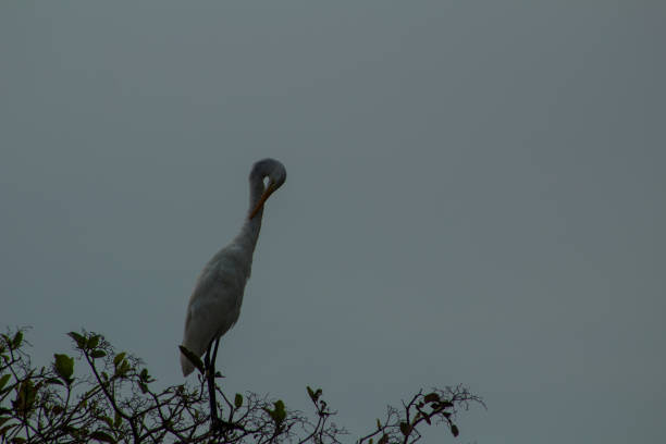 Variety of birds or birds found in regions such as the eastern plains of Colombia.