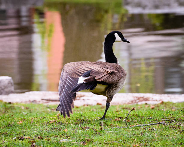 istock Canada Goose Standing On One Leg With Its Wing Out On Grass Near A Pond 1037212024
