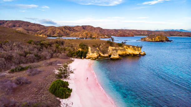 pantai pink - taman nasional komodo, indonesia - nusa tenggara timur potret stok, foto, & gambar bebas royalti