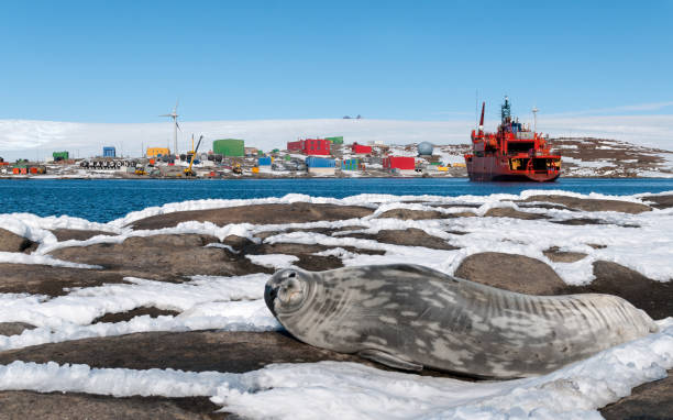 взрослый тюлень уэдделла перед кораблем rsv aurora australis, станция моусон, антарктида - glacier antarctica crevasse ice стоковые фото и изображения