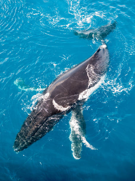 istock Adult Humpback Whale surfacing, Kimberley coast, Australia 1037223104