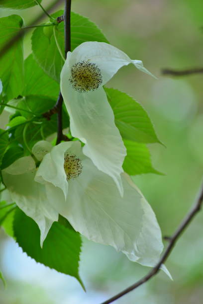 istock Handkerchief Tree Flower / Dove Tree / Davidia involucrata 1037226456