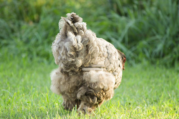 último día del pollo a tope - cochin gallina fotografías e imágenes de stock