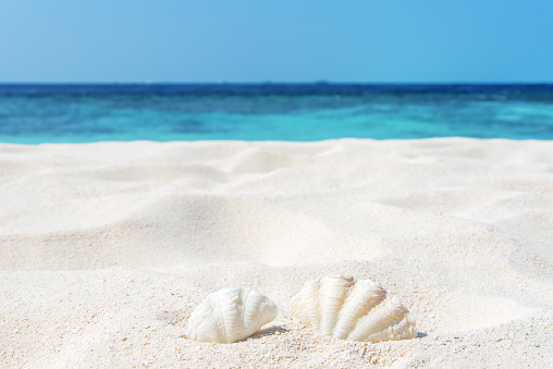 Summer Sandy Beach Seashells