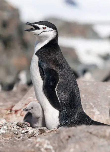 Chinstrap Penguin with chick in Antarctica