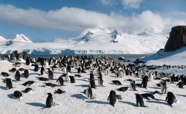 nisten kinnriemen pinguin kolonie, halfmoon insel, antarktische halbinsel - penguin colony nobody horizontal stock-fotos und bilder