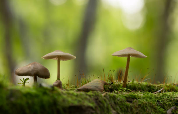 istock Small mushrooms growing among moss 1037238192