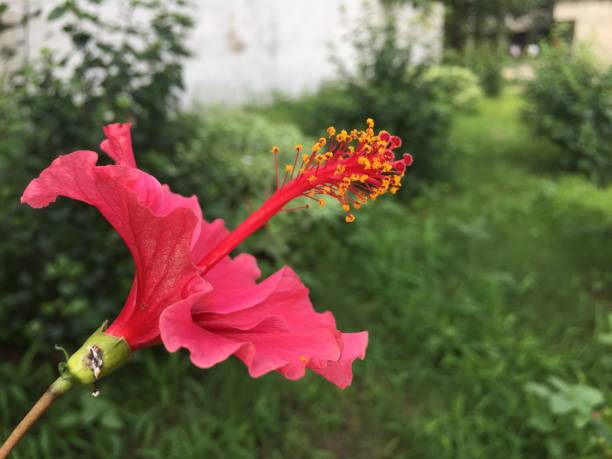 istock Beautiful colourful flowers 1037238866