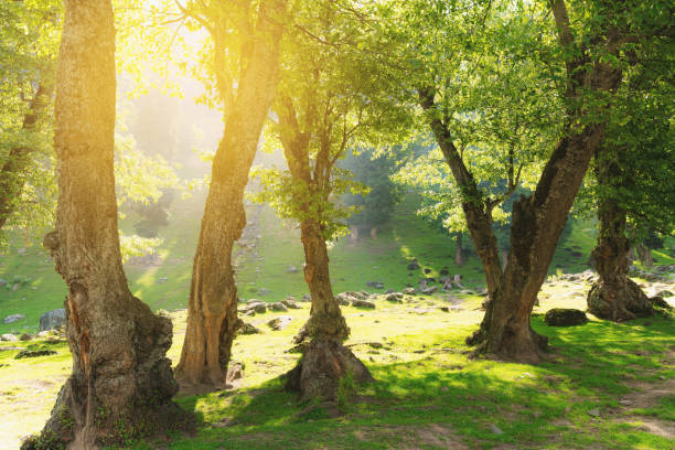 istock Natural forests with bright sunlight in the morning 1037241476