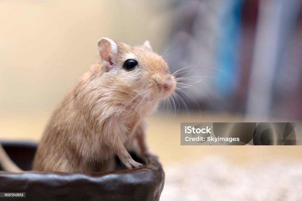 Fun loving Gerbils Gerbils are the cutest animals ever. They love to cuddle, play and sleep together. They cannot be separated. They make excellent pets. Gerbil Stock Photo