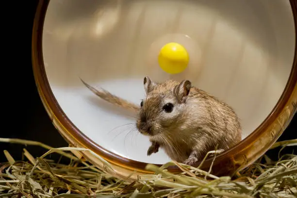 Photo of Fun loving Gerbils