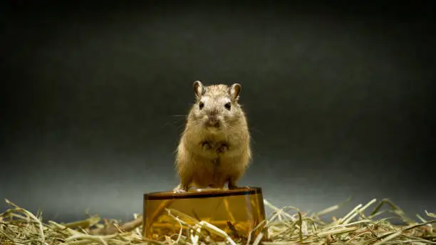 Photo of Fun loving Gerbils