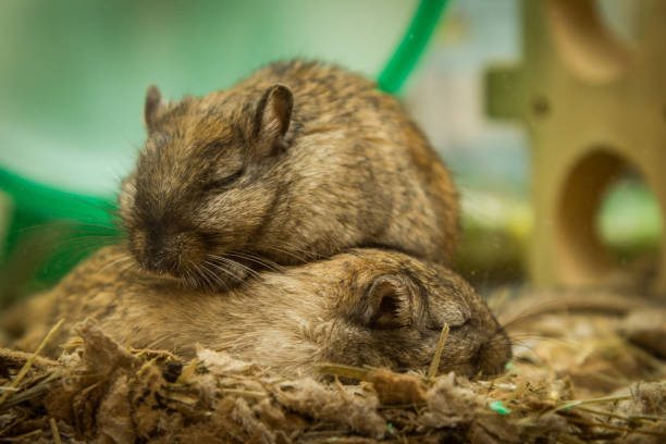 Fun loving Gerbils Gerbils are the cutest animals ever. They love to cuddle, play and sleep together. They cannot be separated. They make excellent pets. joined at hip stock pictures, royalty-free photos & images