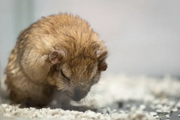 Photo of Fun loving Gerbils