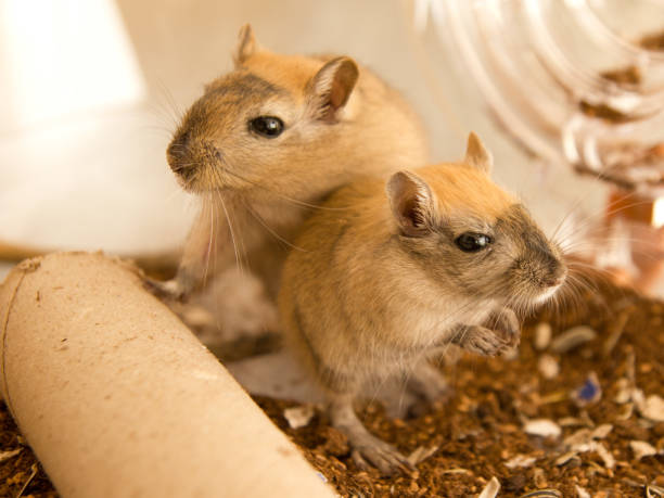 diversión amor jerbos - gerbil fotografías e imágenes de stock