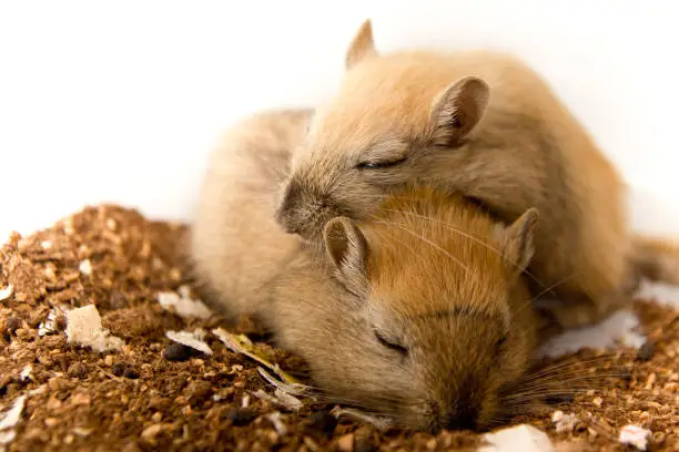 Gerbils are the cutest animals ever. They love to cuddle, play and sleep together. They cannot be separated. They make excellent pets.