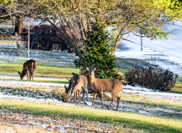 istock Several white-tale deer in a front yard with pine tree decorated for Christmas 1037249374