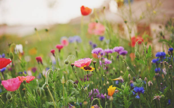 яркие полевые цветы в утреннем свете - wildflower meadow field flower head стоковые фото и изображения