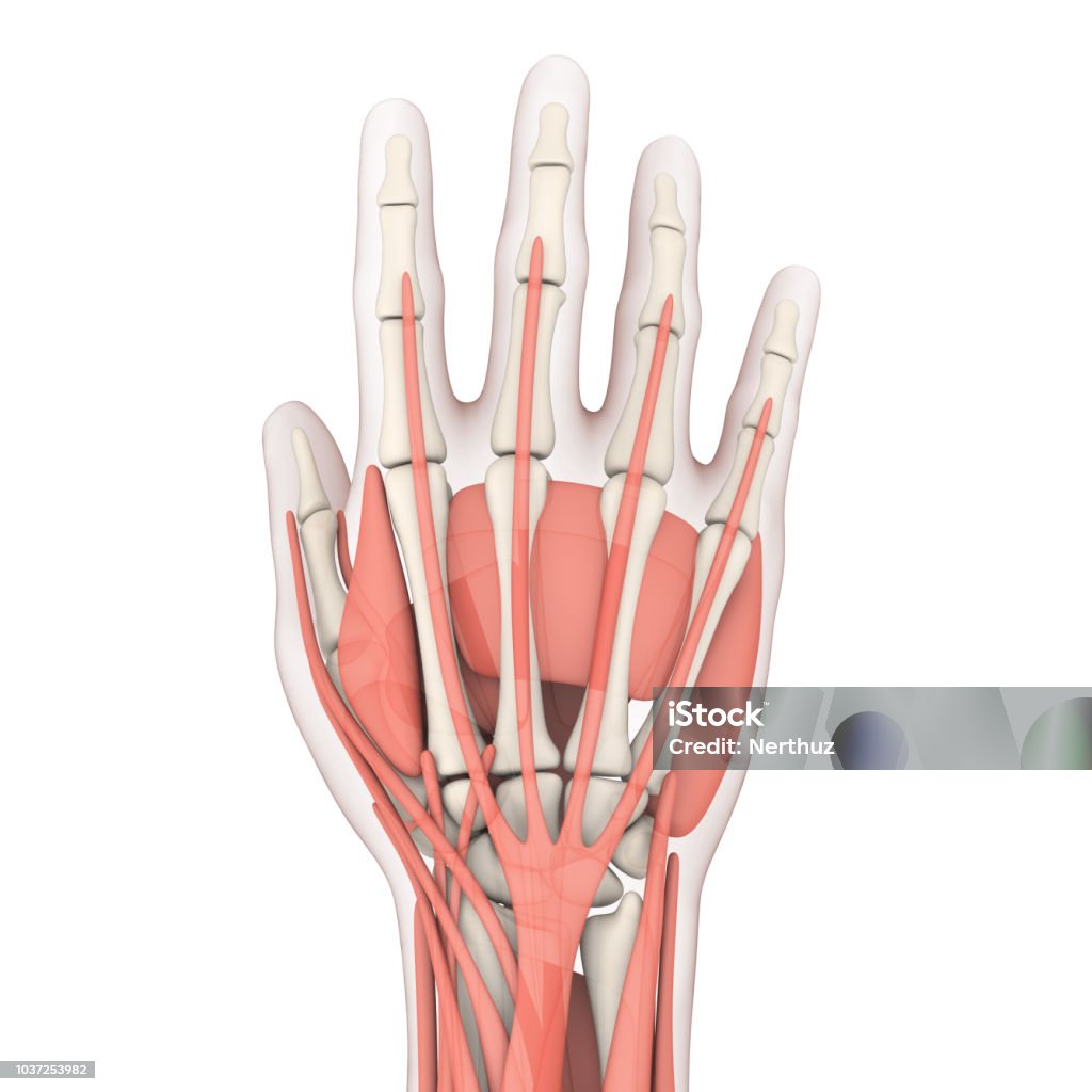 Human Hand Anatomy Isolated Human Hand Anatomy isolated on white background. 3D render Human Skeleton Stock Photo