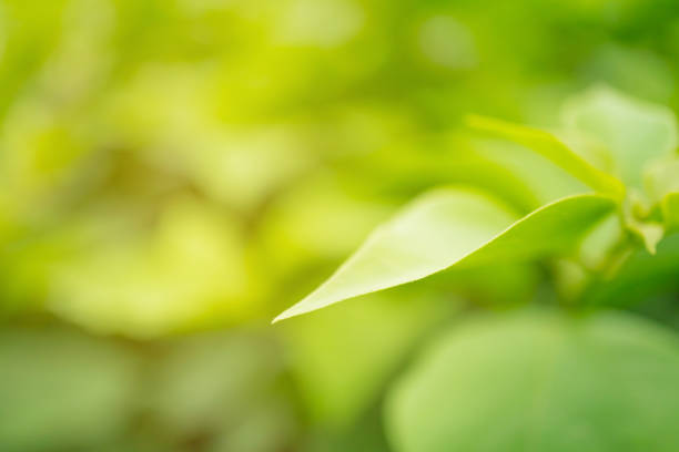 istock Selective focus closed up tropical summer green leaf background with sunlight. 1037261178