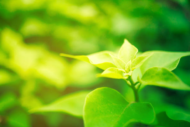 istock Selective focus closed up tropical summer green leaf background with sunlight. 1037261186