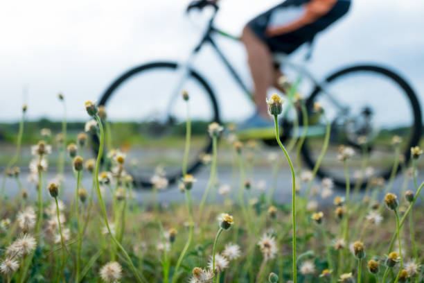 People ride bicycle in evening with sunset and sunlight.Selective focus a little flower beside road in front.