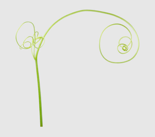 istock Green ivy plant isolated on gray background, clipping path 1037265084