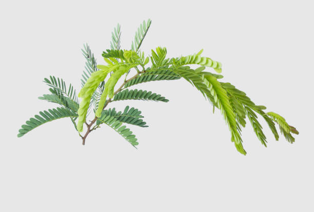 istock Tamarind leaves isolated on gray background with clipping path. 1037265090