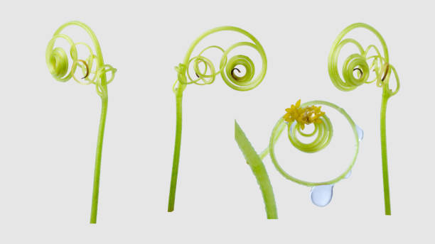 istock Green ivy plant  isolated on gray background, clipping path 1037265226