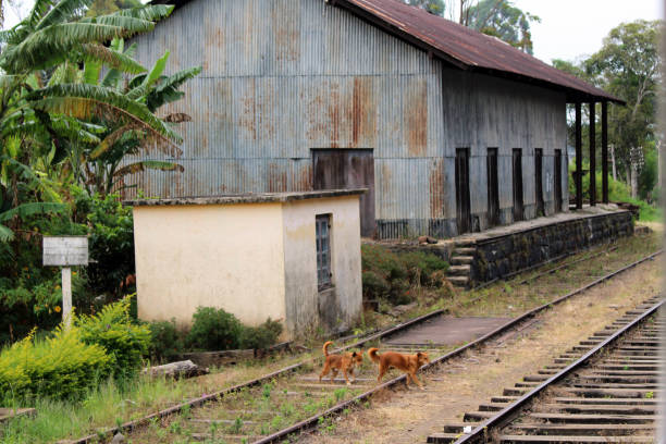 istock A group of dogs when the scenic train to Ella stops. 1037272034