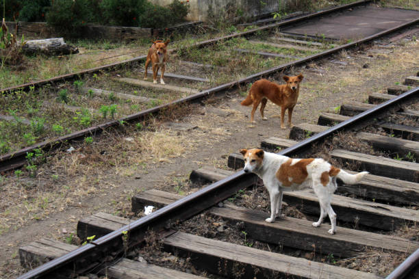 istock A group of dogs when the scenic train to Ella stops. 1037272036