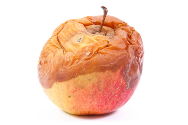 istock Old moldy apple on white background, unhealthy and disgusting fruit 1037273854