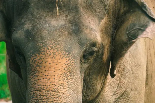 Photo of Closed up potrait of elephant.