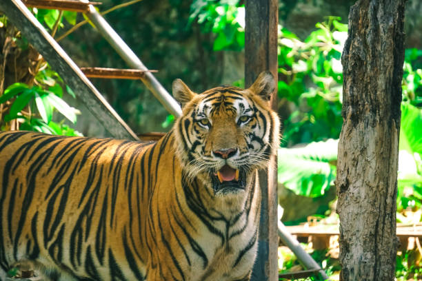 istock Potrait of Bengal tiger. 1037273922