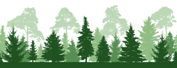 ilustraciones, imágenes clip art, dibujos animados e iconos de stock de silueta de patrones sin fisuras del bosque (abetos, pinos). vector de - pine tree evergreen tree backgrounds needle