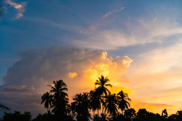 istock Tropical palm coconut trees on sunset sky nature background. 1037278236