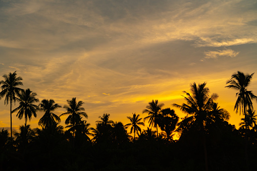 Silhouetted tropical coconut palms at sunset. Photographed while documenting the lifestyle in the South Pacific Islands of Tonga.