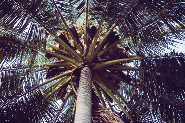 istock Tropical coconut trees in sunset time. 1037278574