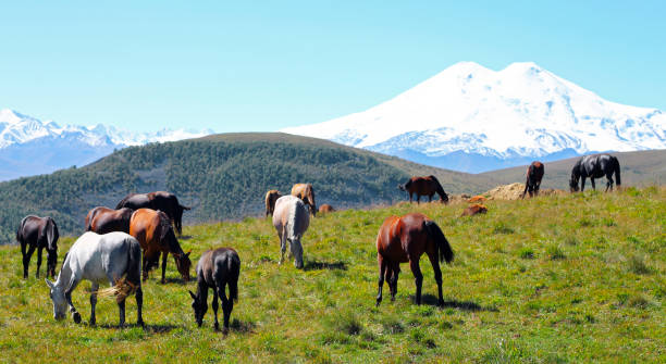 istock A Horses On The Autumn Caucasus Meadow 1037287706