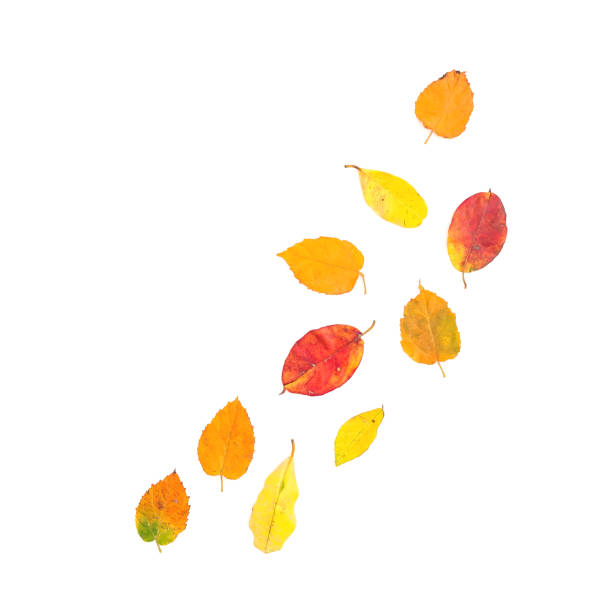 istock Autumn frame made of fall tree leaves on white background. Flat lay, top view 1037294784