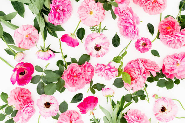 istock Pink flowers on white background. Flat lay, Top view. Pastel flowers pattern. 1037295418