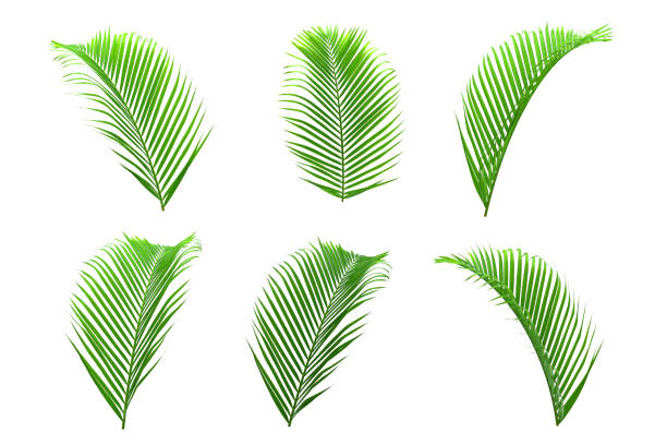 Set of palm leaves isolated on white for decor your project.