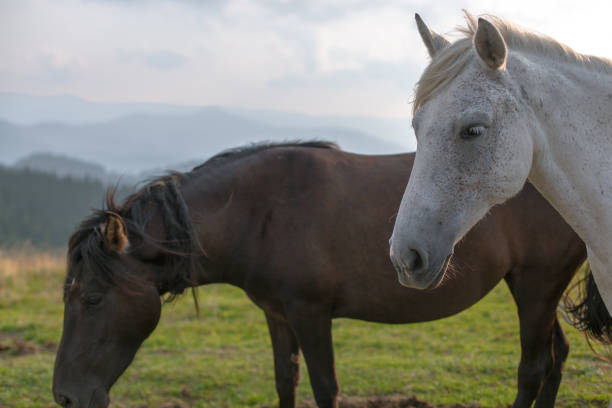 istock horse pasture in the mountains 1037303676