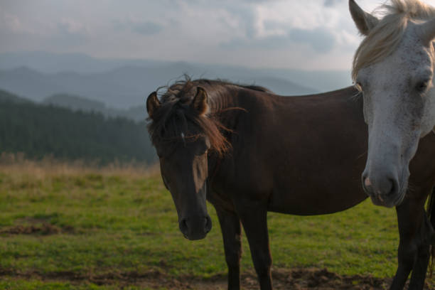 istock horse pasture in the mountains 1037304564